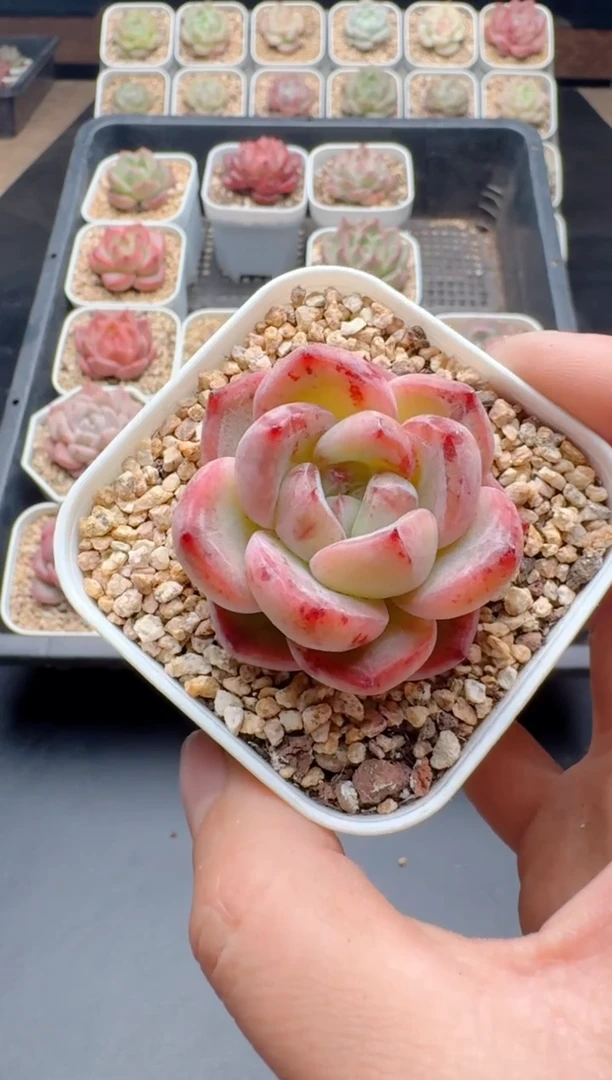 【闪购商品】316A多肉带盆土6.5杯当天拍3颗包柚