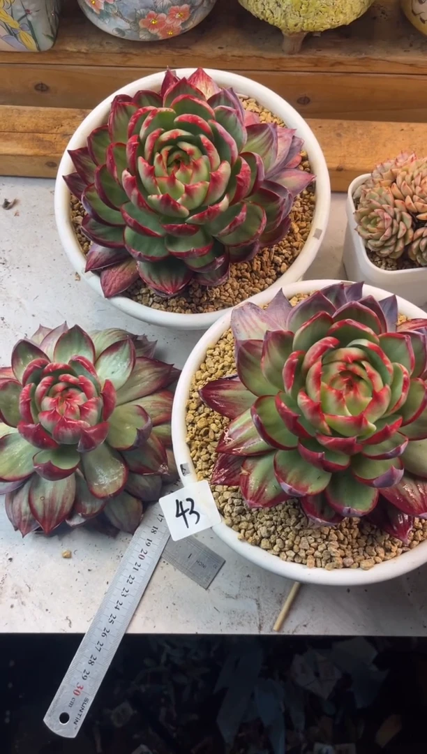 ?****呱43惊鸿三个11111111111111