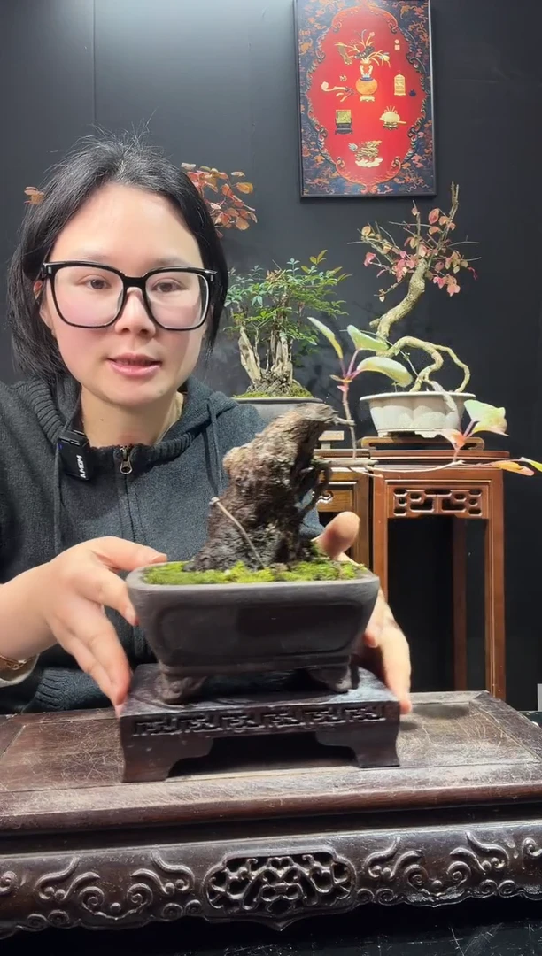 完全开放黄栌000