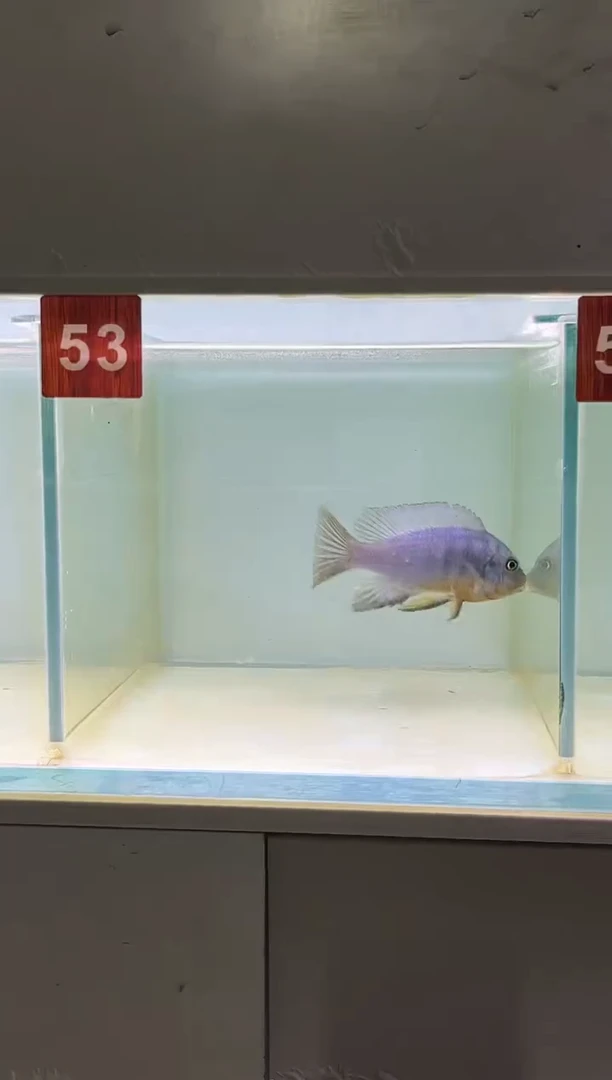 慈鲷鱼野生三湖慈鲷