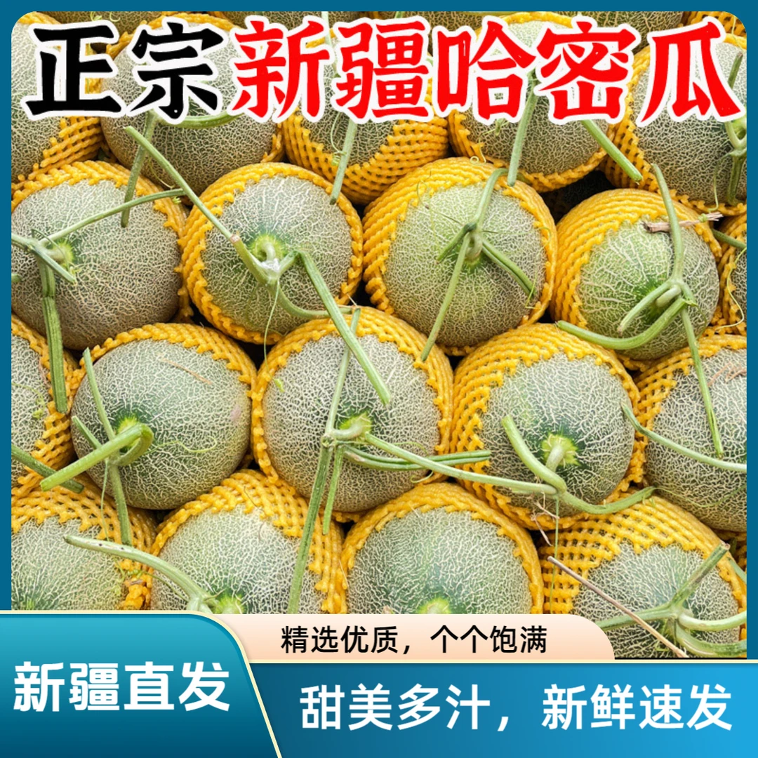 【新疆直发】新疆哈密瓜西州蜜25精选大果自然成熟香甜可口当季现货