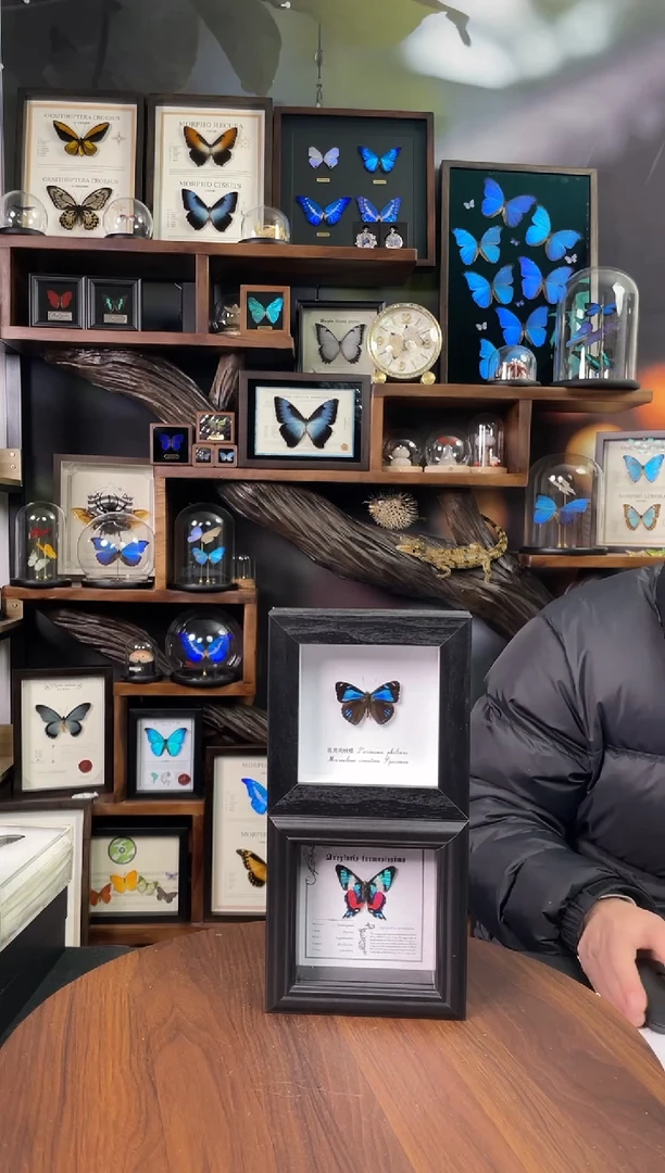 蓝黑美蛱蝶+红曲绿蚬蝶 2个