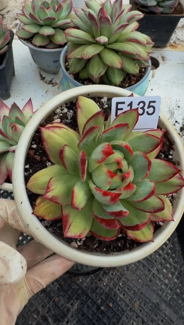 F135惊鸿仙子（裸根发货）