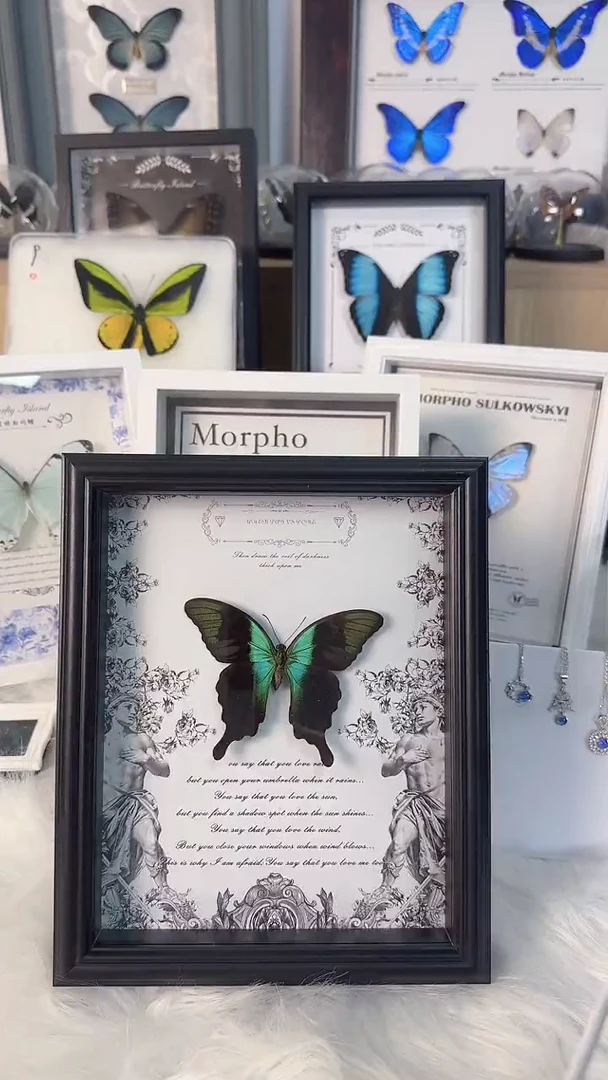 天然真实蝴蝶标本