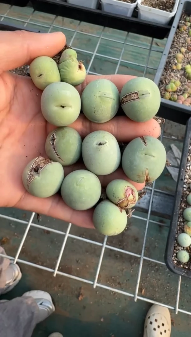 美丽的肉石头51一颗