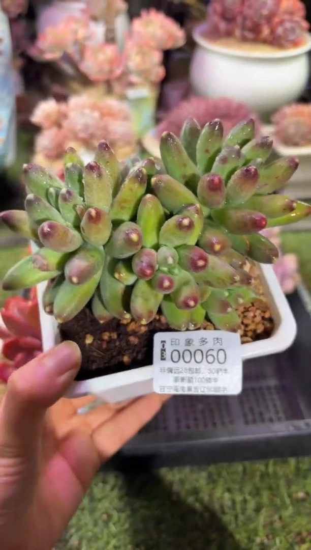 【闪购商品】00060