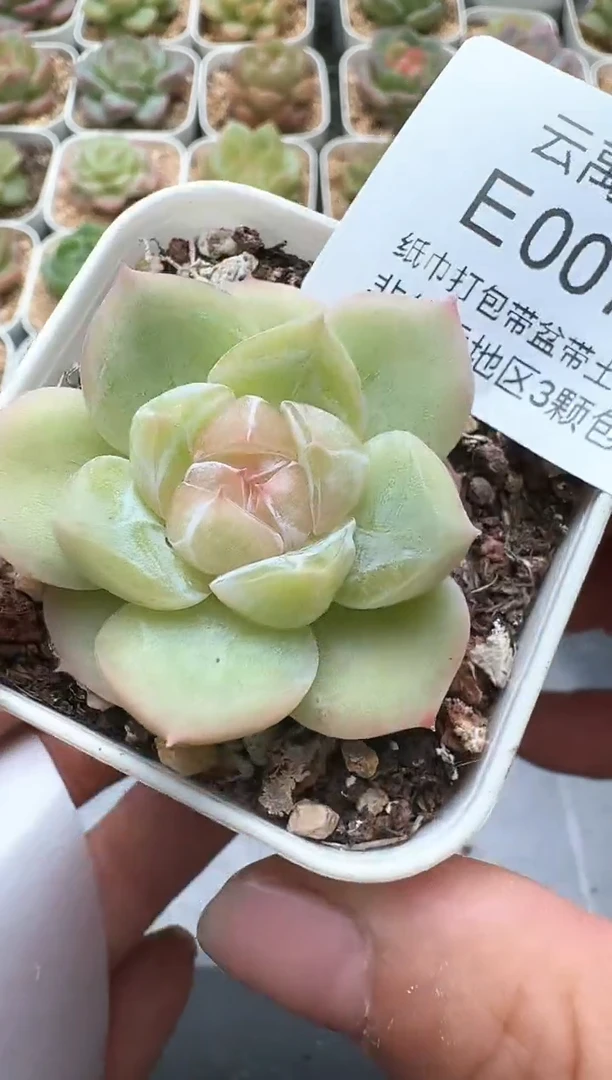 072E云禹多肉植物 带盆土纸巾打包 3颗包邮