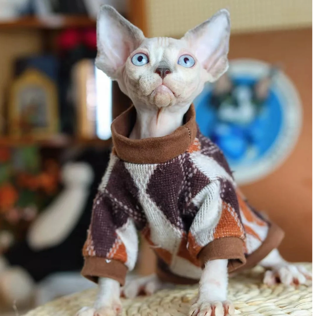 角角 海豹重点弟弟 包子的德文卷毛猫