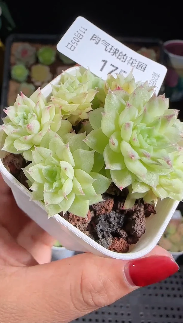 1105-175麦秆群带盆土不包整