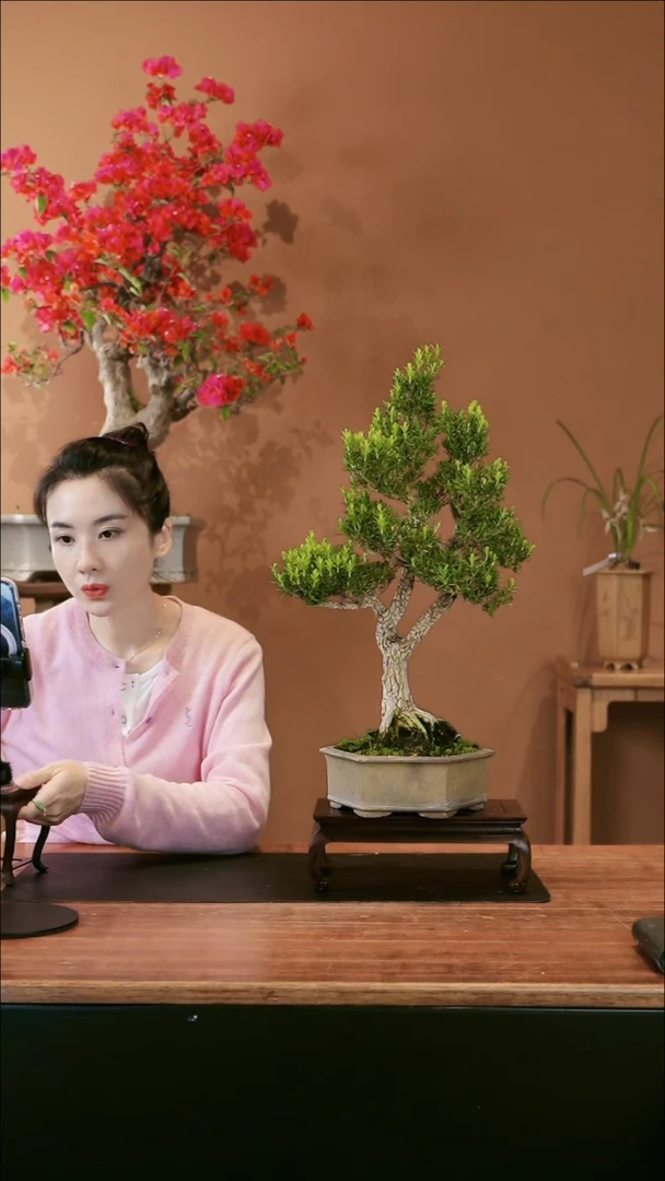 【闪购商品】盆景黄杨