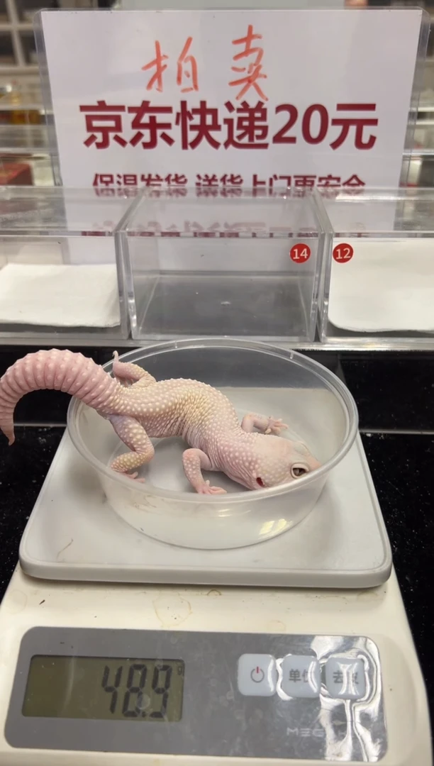 豹纹守宫000000000000