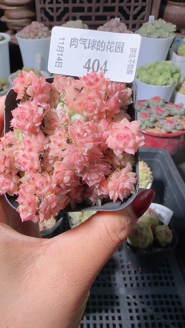 1114-404群生不包整