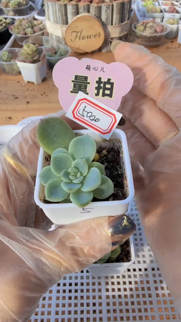 千金5000 4方1盆 单双混