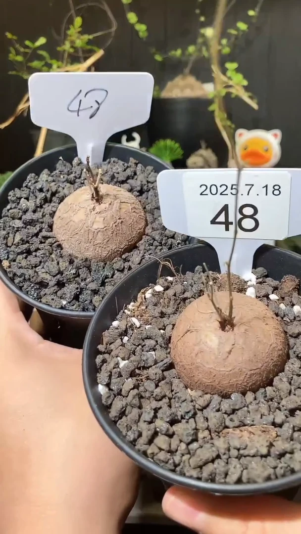 48号718福利南非龟甲龙买1送1个