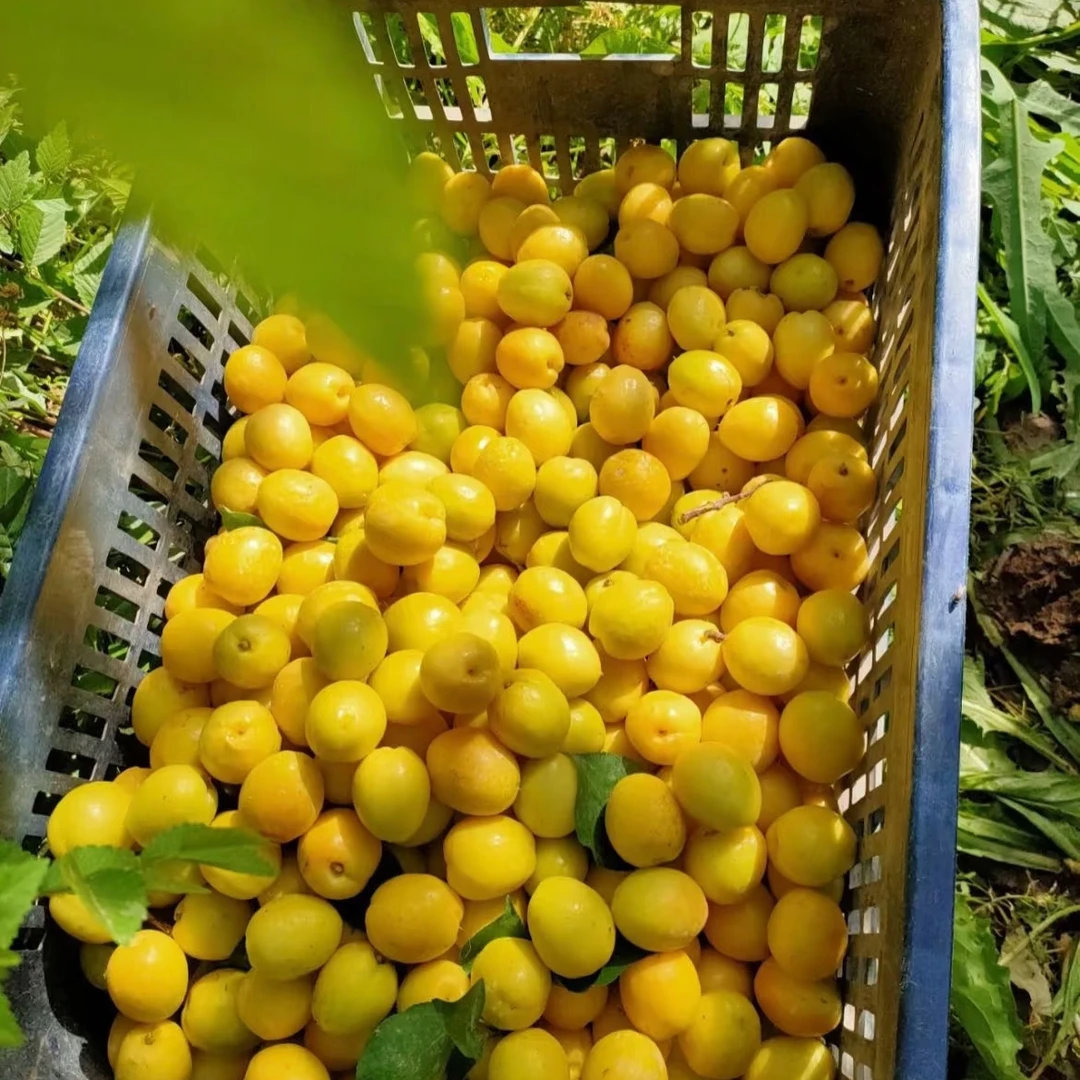 新疆小白杏甜杏600g新疆维吾尔自治区