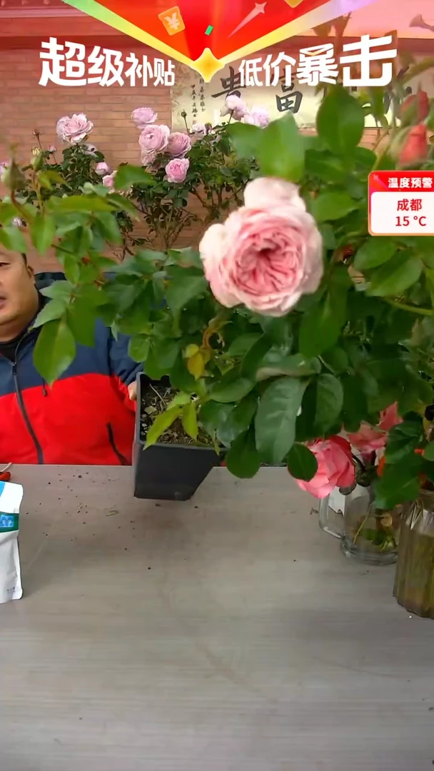 当前无花朵，栽培后可花朵旋律