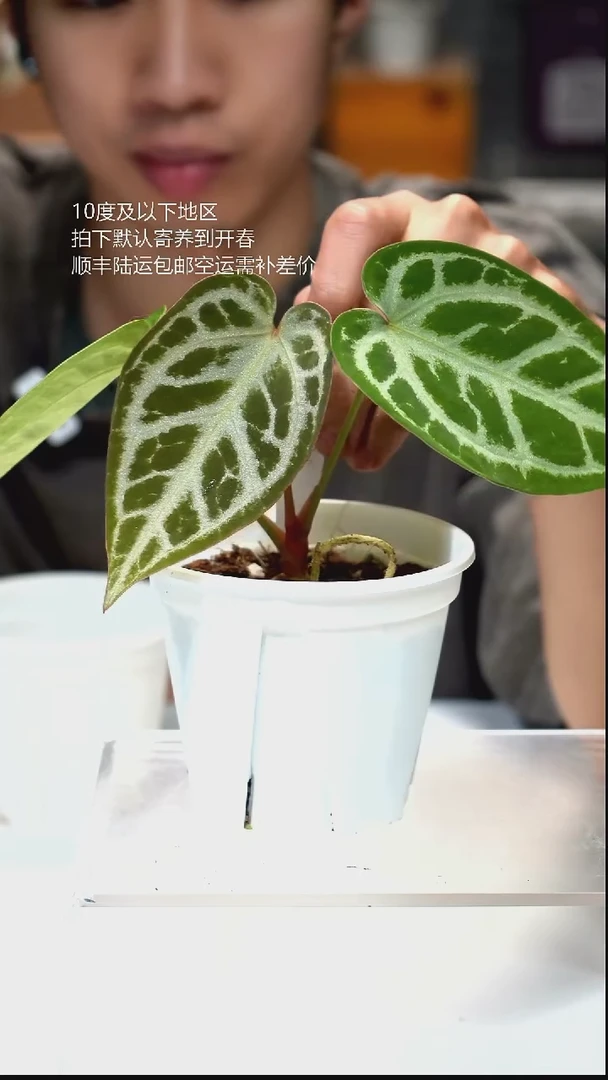 完全开放044-闪烁2.0 06