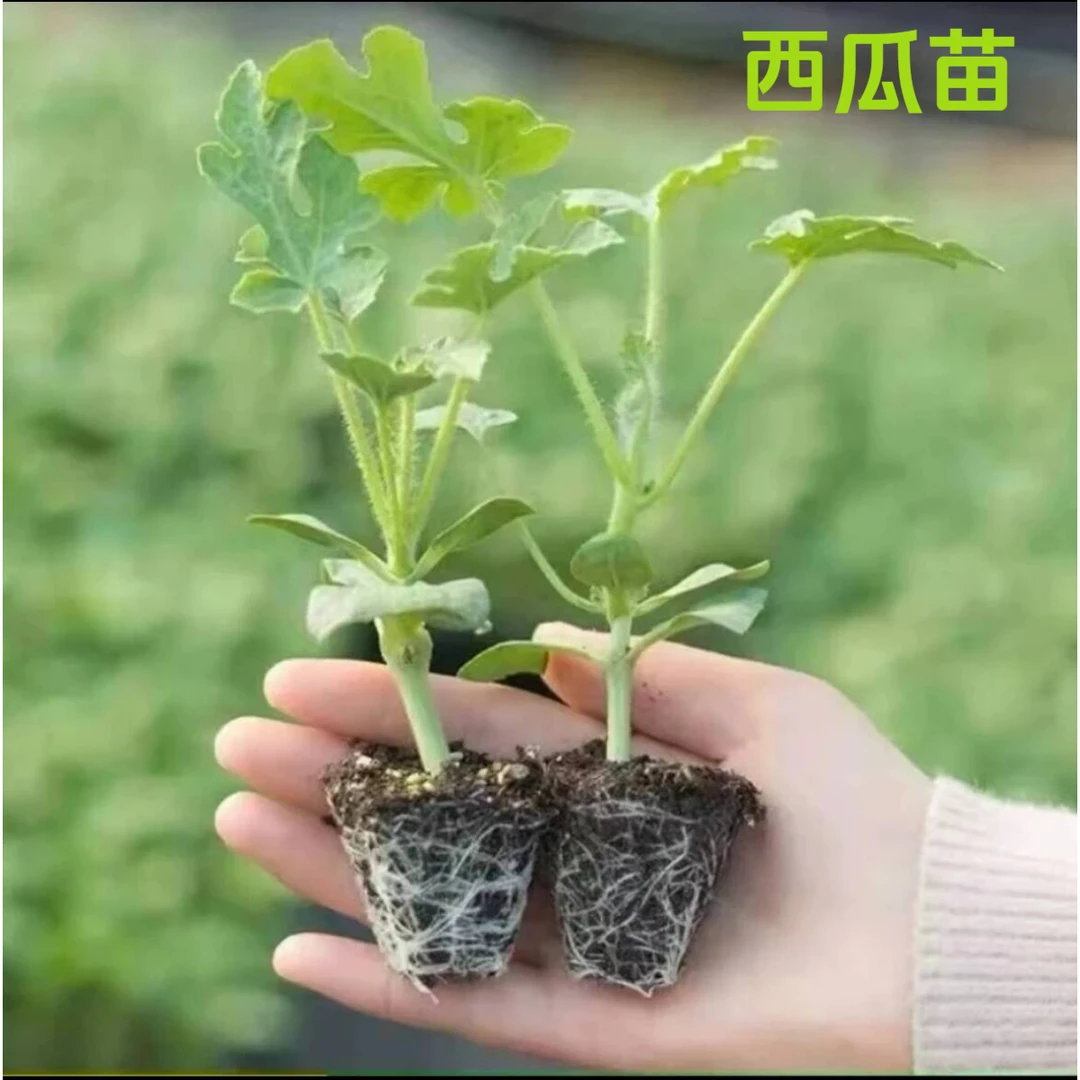 【基地直发】冰糖麒麟西瓜秧苗8424苗阳台菜园种植皮薄超甜春季种植