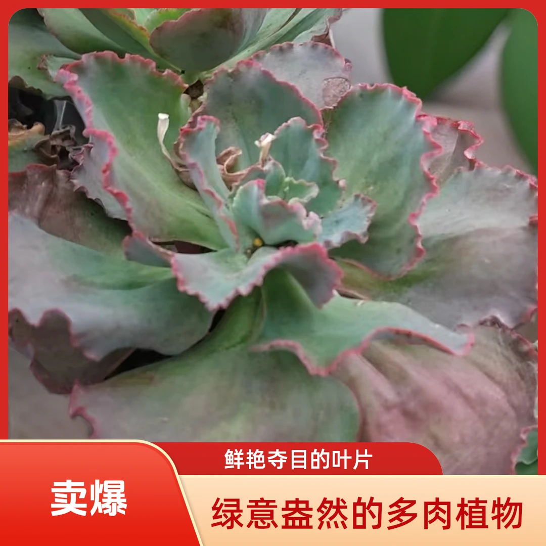 蓝色妖姬多肉植物盆栽品种好养适合办公室阳台