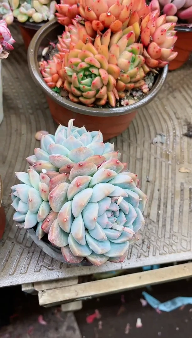 【闪购商品】21079