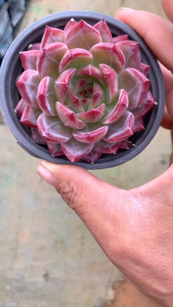 精控夜魔侠1颗【2单包邮】