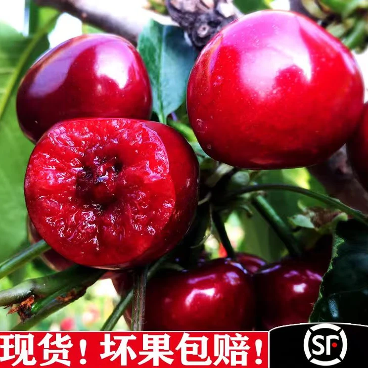 山东大樱桃新鲜黑珍珠现摘脆甜1.8-5斤2J-5J空运包邮