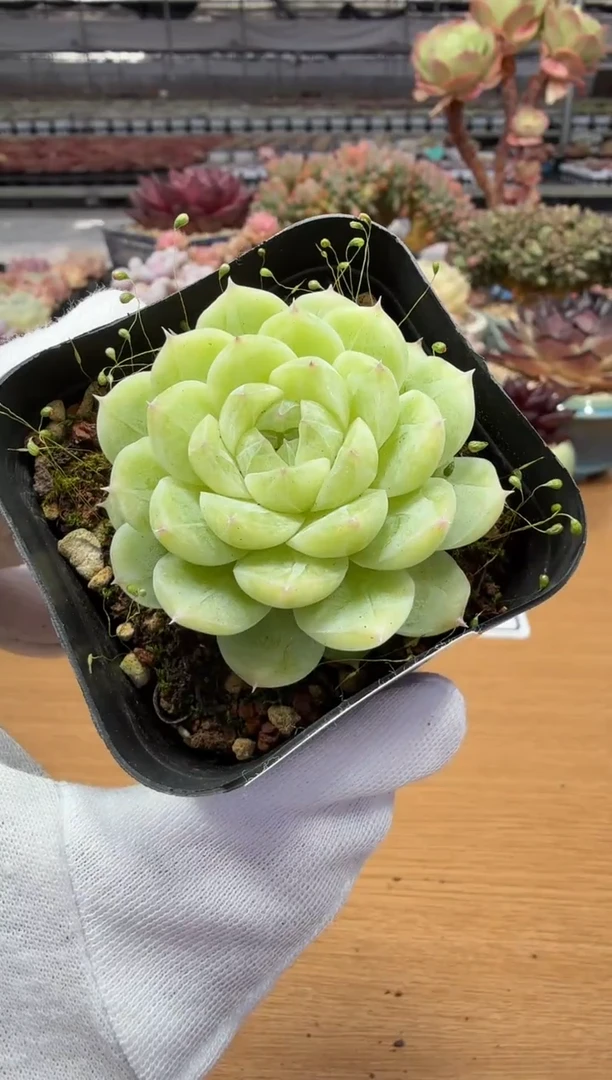 东云多肉园二店-17