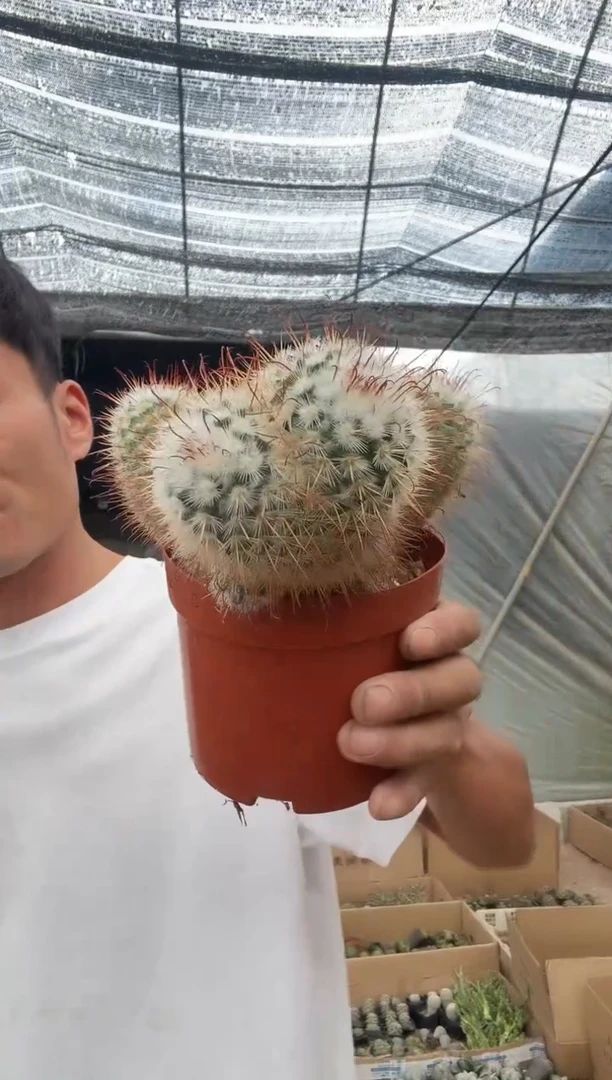 葛刺丰明丸多头39.99