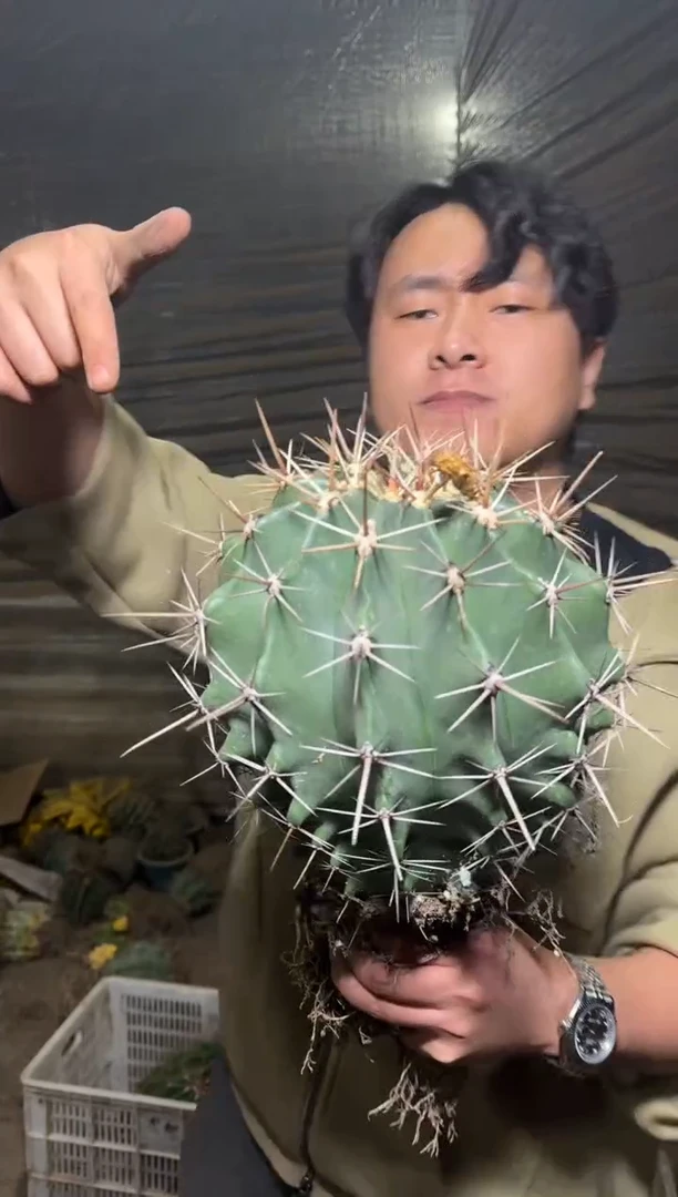 超大 雎鸠玉【实生根】