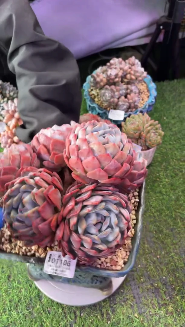 昆明印象多肉01109