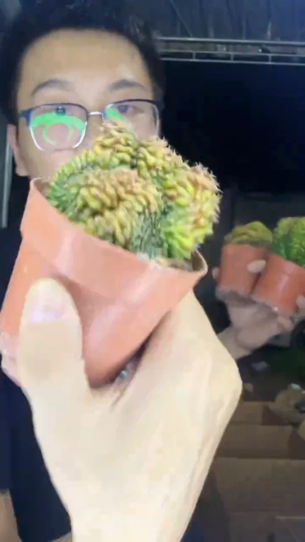 翠皇冠 缀化【造型不指定】