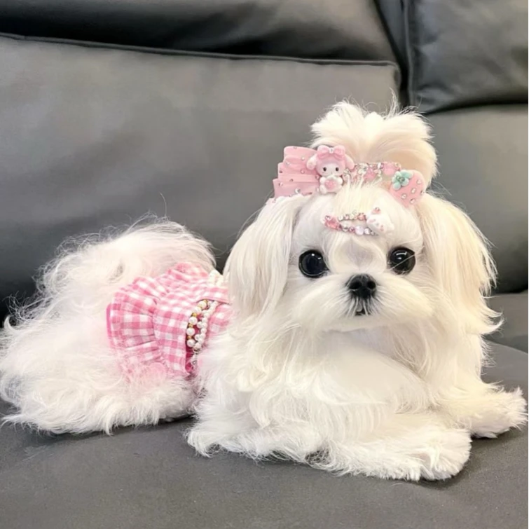 宠礼精致萌宠宠物活体链接