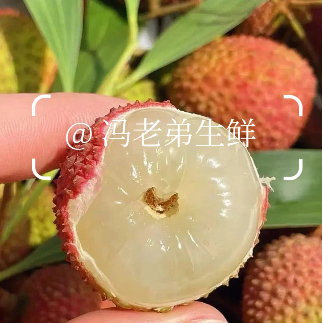 海南直采妃子笑老树荔枝