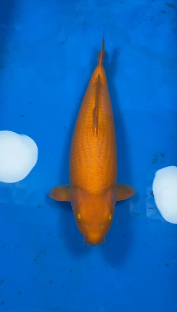 锦鲤【251212-40】银鳞芥子 62公分 母鱼 爱屋锦鲤