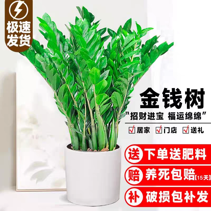 金钱树盆栽客厅大花盆旺宅树办公室内大型好养绿植物乔迁摇钱串子
