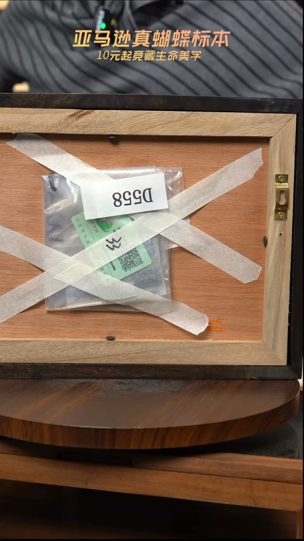 蝴蝶标本摆件竞拍d558