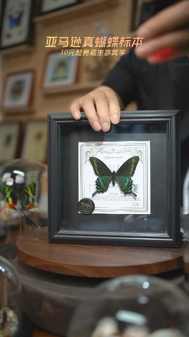 有机玻璃绿带翠凤蝶春型7寸欧式方框