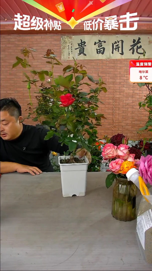 当前无花朵，栽培后可花朵切花荣耀