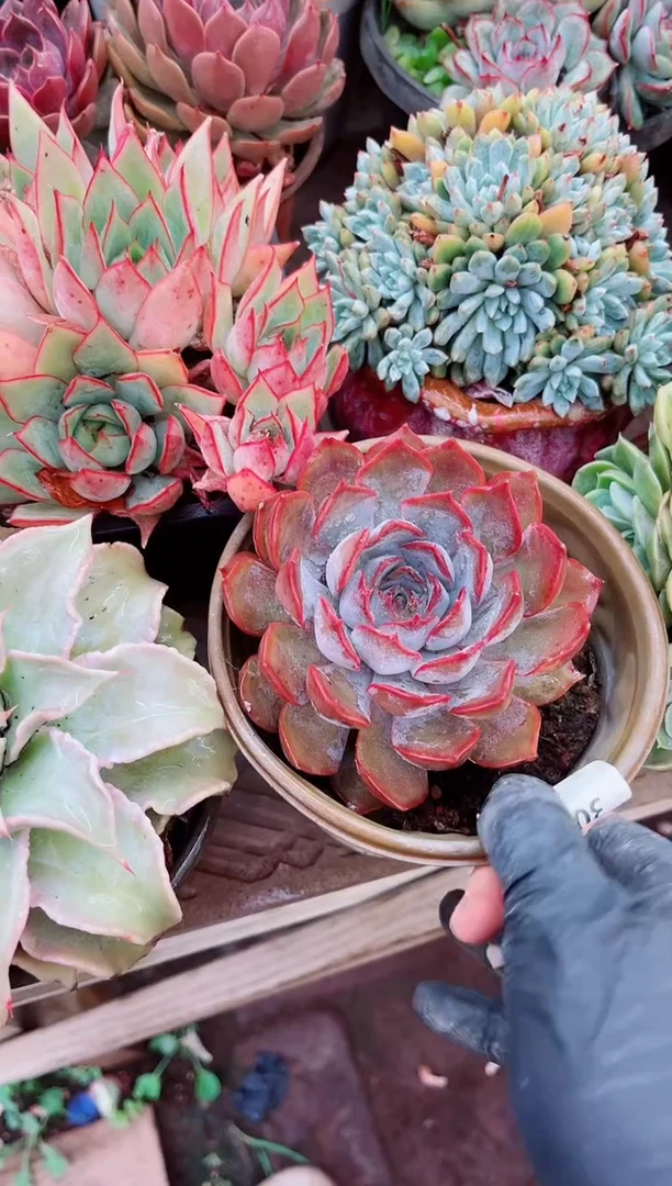 ?**光30131多肉植物一物一拍