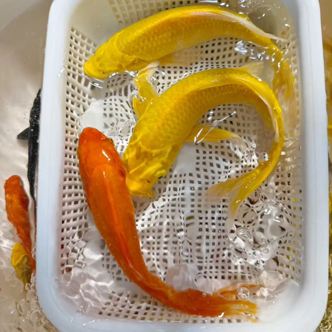 【2黄1红】15-17公分锦鲤草金冷水观赏鱼好养耐活锦鲤鱼