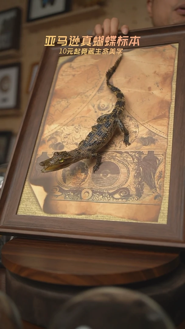 有机玻璃暹罗鳄标本S型尾巴