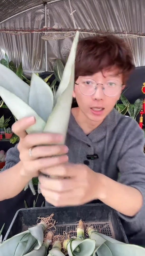 【闪购商品】白玉裸根3棵9.9