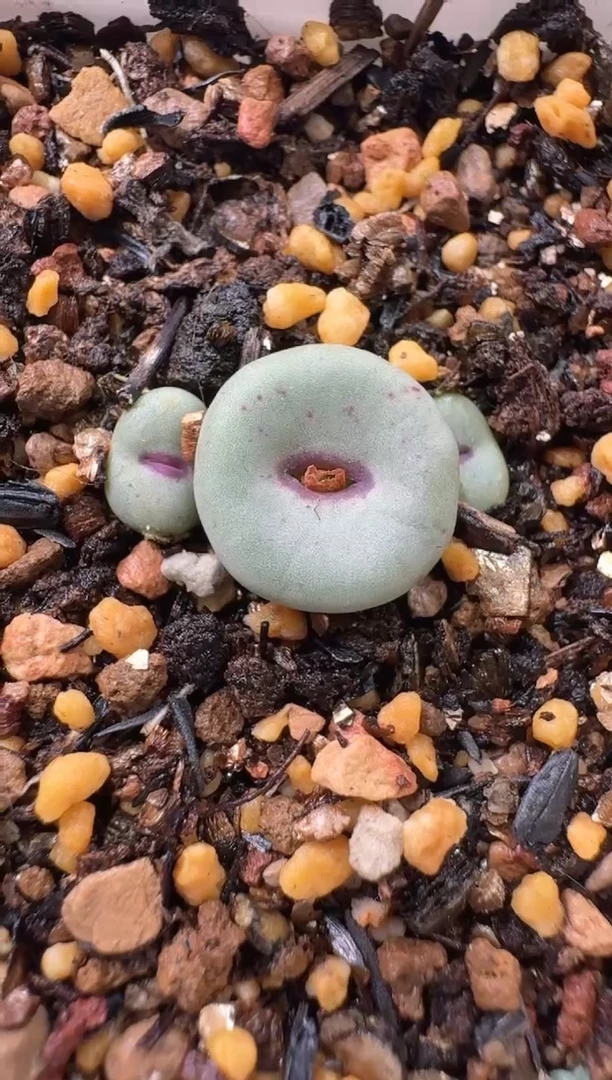 喂***啦多肉植物肉锥16-157    723