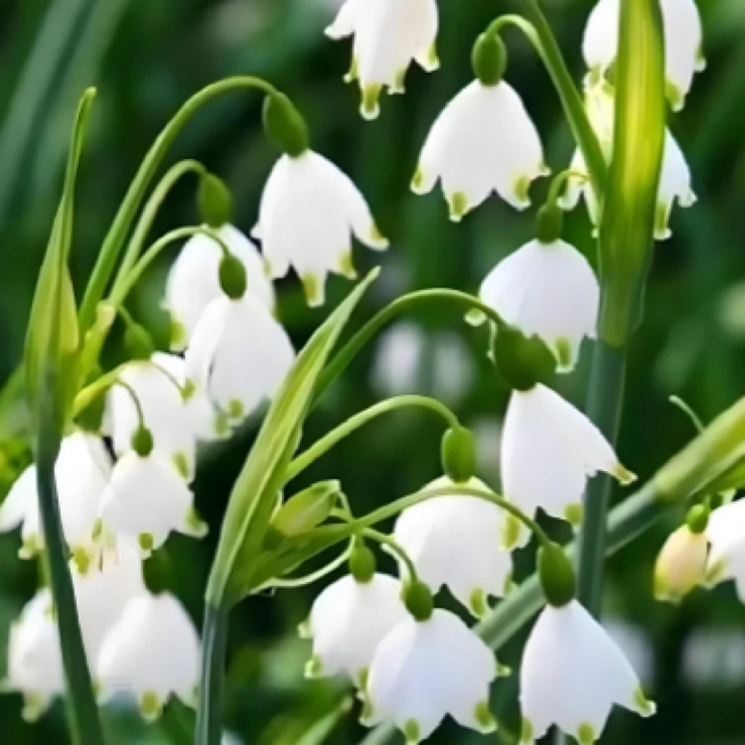 雪片莲巨头进口种球白色耐寒土培地栽盆栽冬天开花仙气高贵宝藏