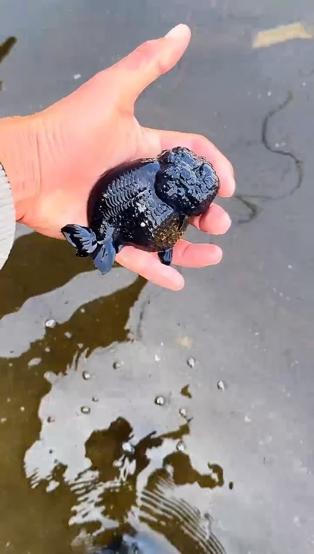 金鱼Z***z水娃娃观赏鱼兰寿金鱼  不包邮