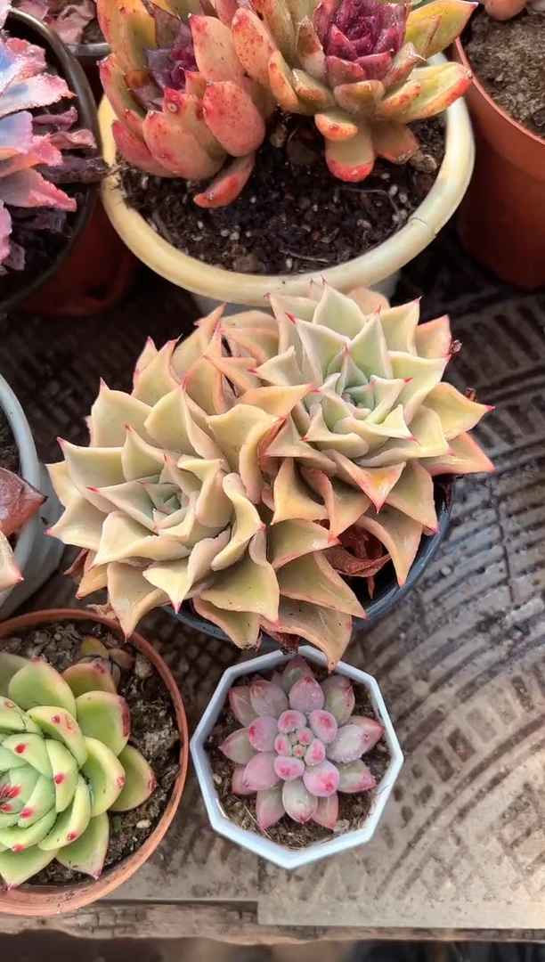 人****辉多肉植物一物一拍11214