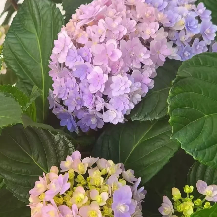 花手鞠 粉紫色后期会变色大花绣球盆栽花卉 带花苞发货 1加仑