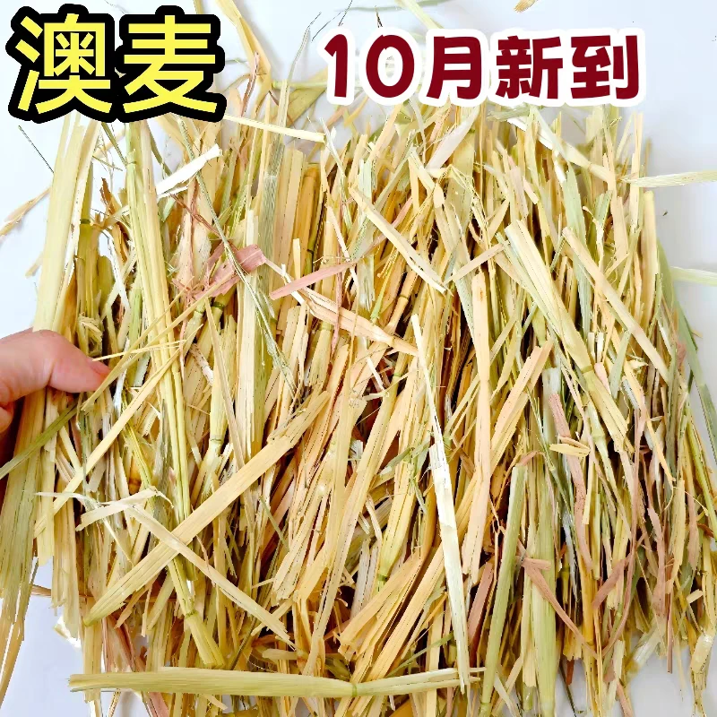 10月新到澳麦干草澳洲进口黄金燕麦草兔子草龙猫草荷兰猪牧草饲料