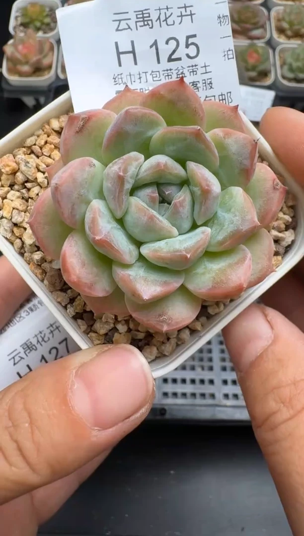 125H云禹多肉植物 带盆土纸巾打包 当天拍3颗包邮