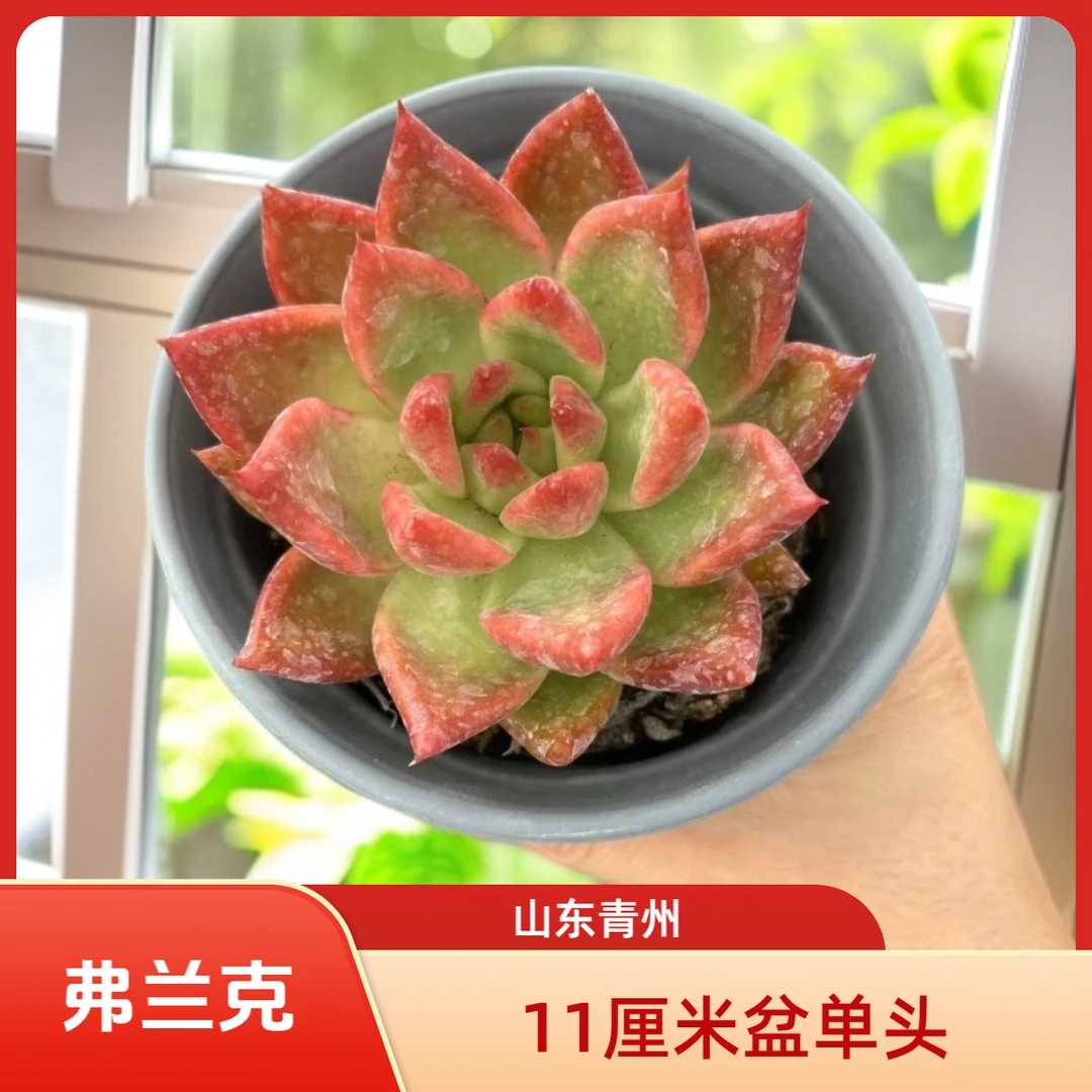 精品弗兰克（11厘米花盆口径）